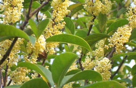 後院種桂花|桂花樹怎麼種？栽培和管理的完整指南 